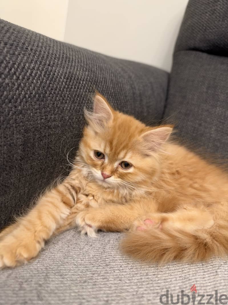 Very active Persian kitten with her things 2