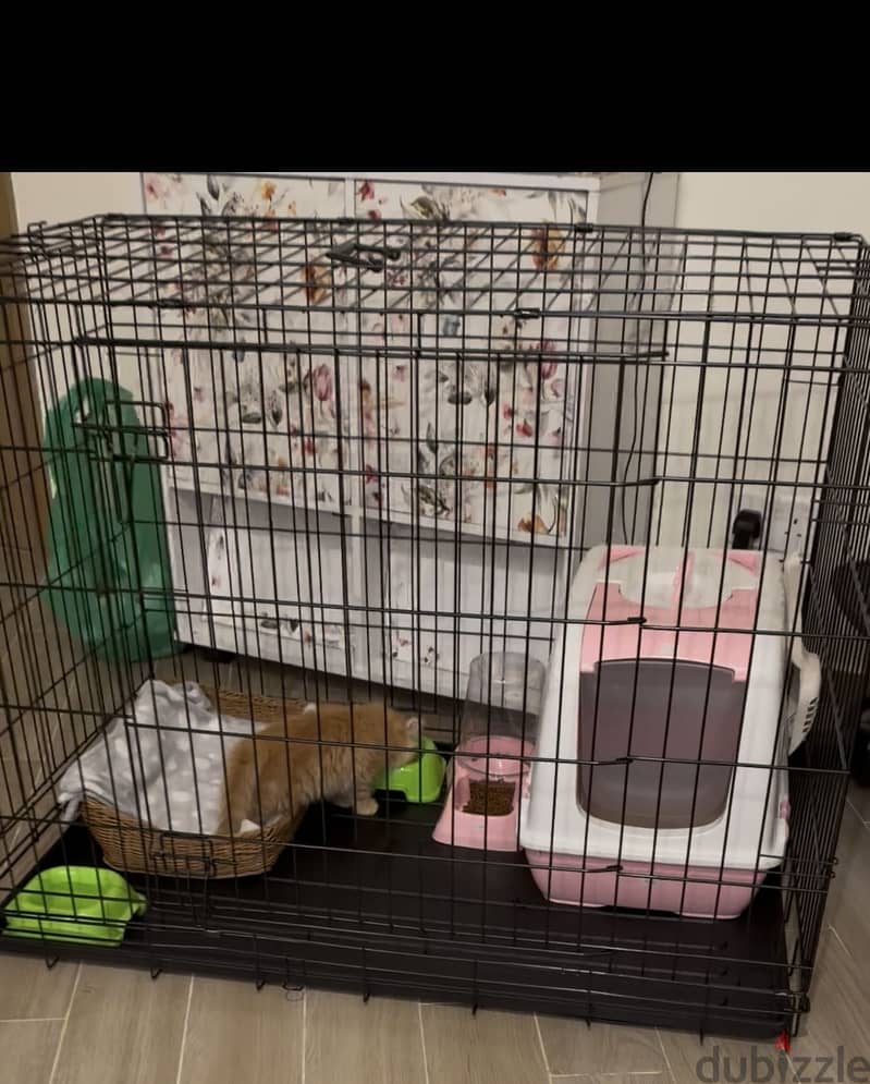 Very active Persian kitten with her things 3
