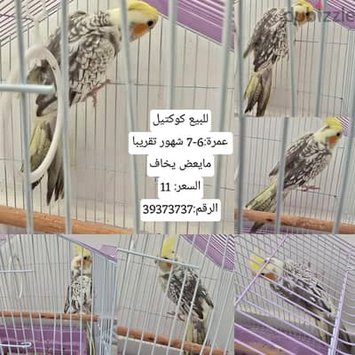 للبيع كوكتيل