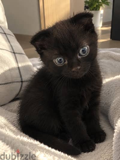 كتن سكوتش فولد شهرين | kitten Scottish Fold 2 months