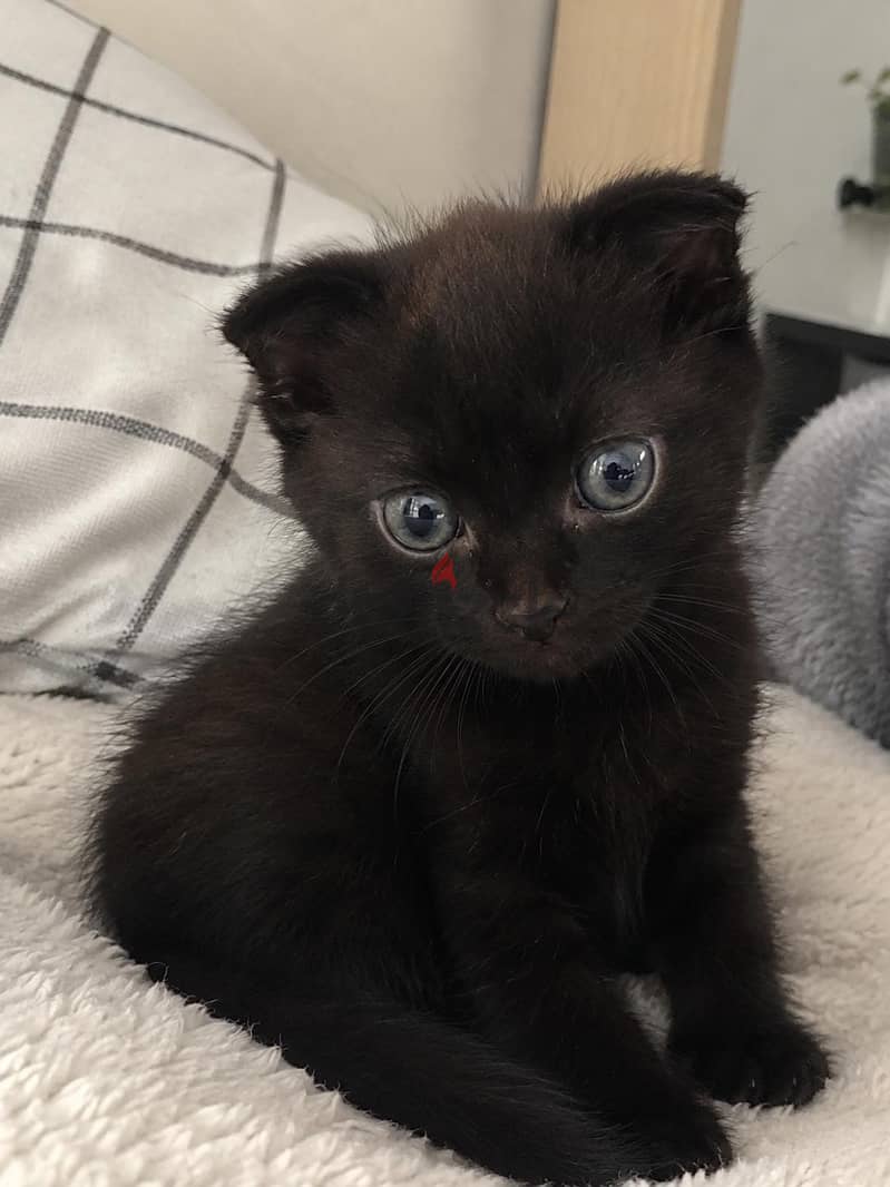 كتن سكوتش فولد شهرين | kitten Scottish Fold 2 months 1