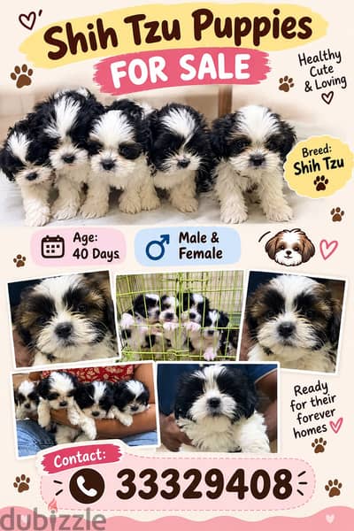 Adorable Shihtzu Puppies for Sale!