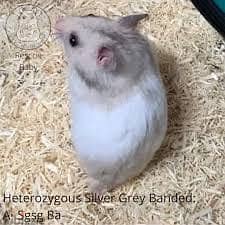 Hamster Syrian