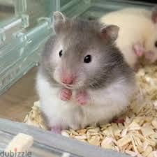 Hamster Syrian 1