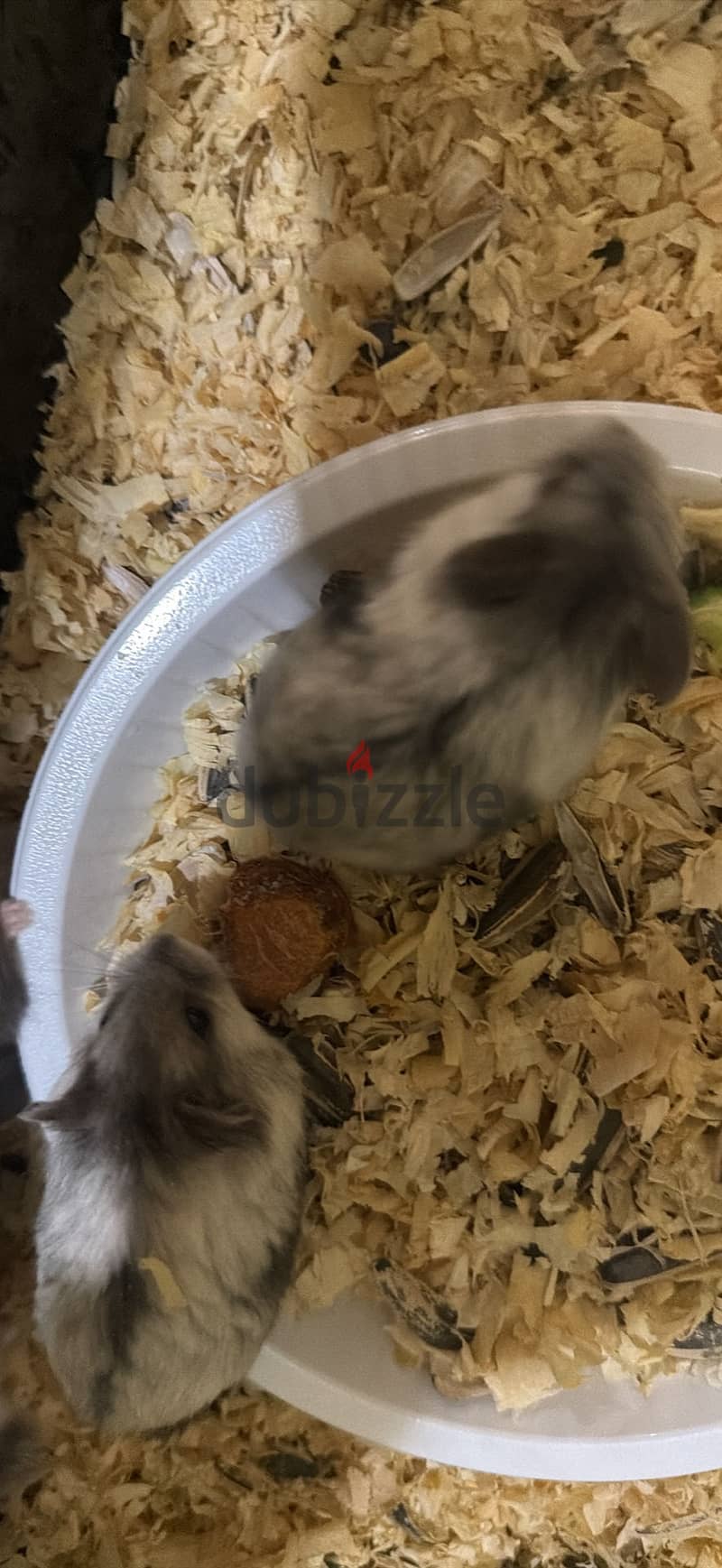 Hamster Syrian 2