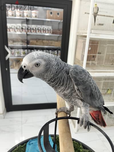 African Gray