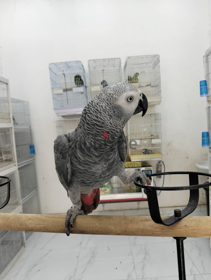 African Gray 1