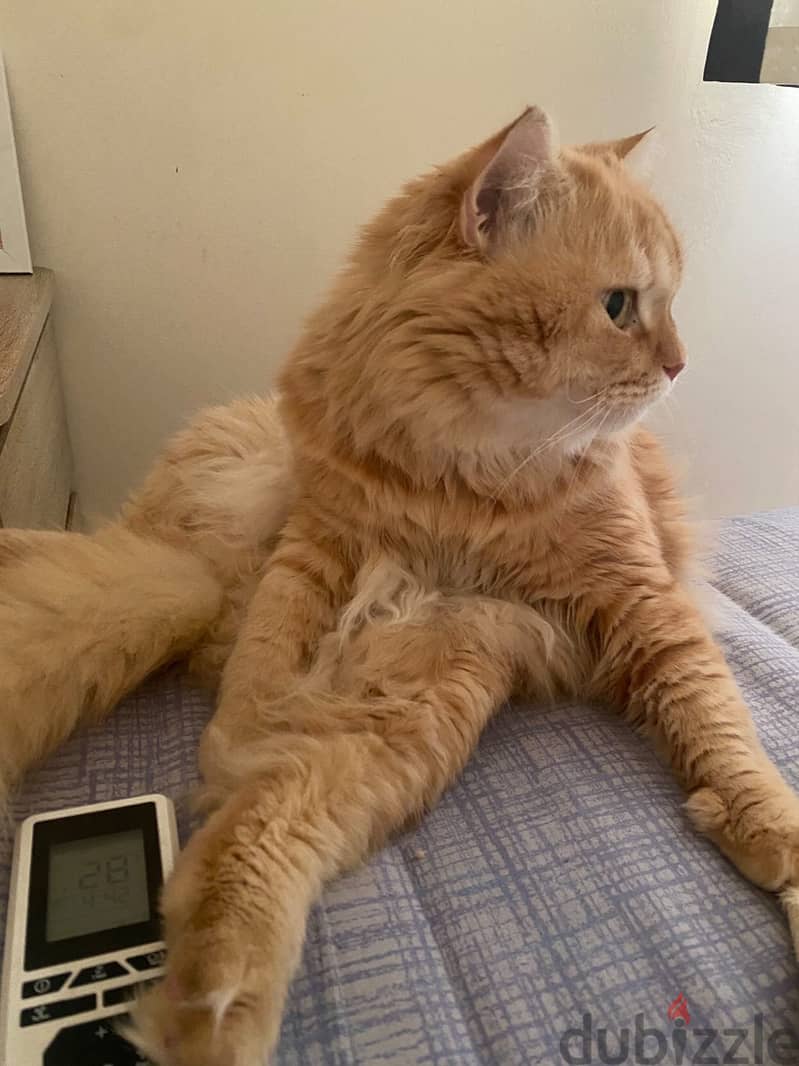 Luna The fat cat 6