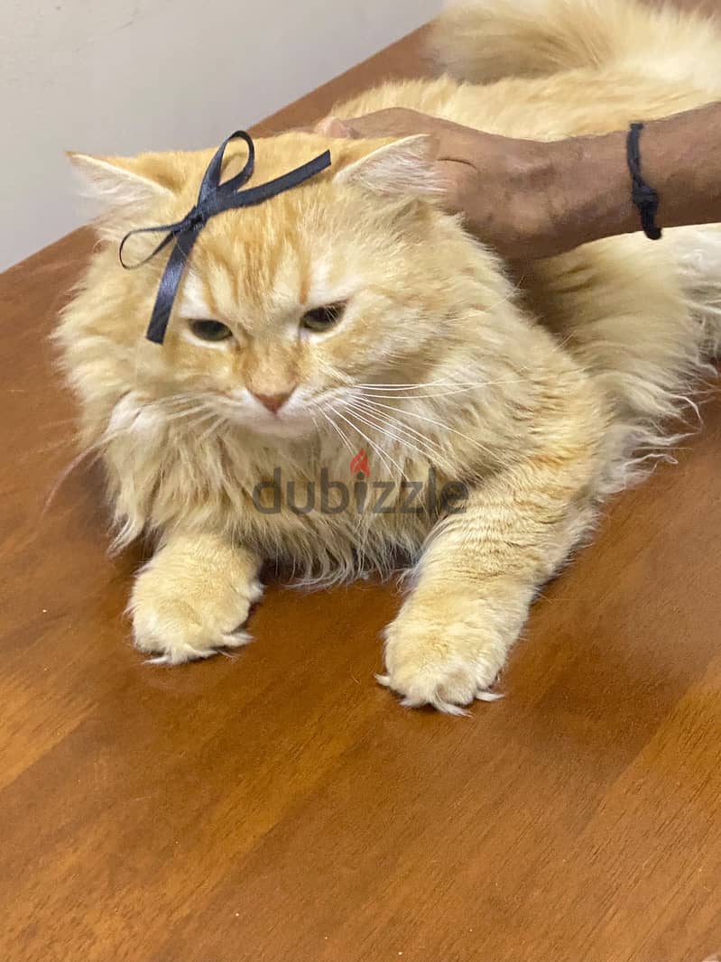 Luna The fat cat 1