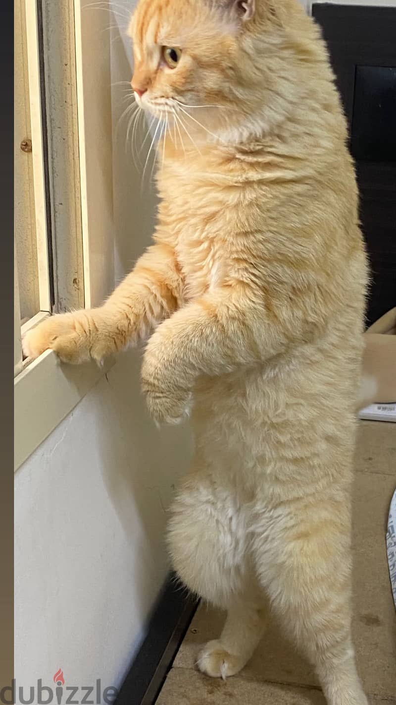 Luna The fat cat 2