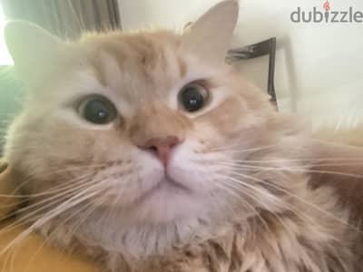 Luna The fat cat