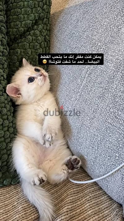 برتش شورت هير تيدي فيس