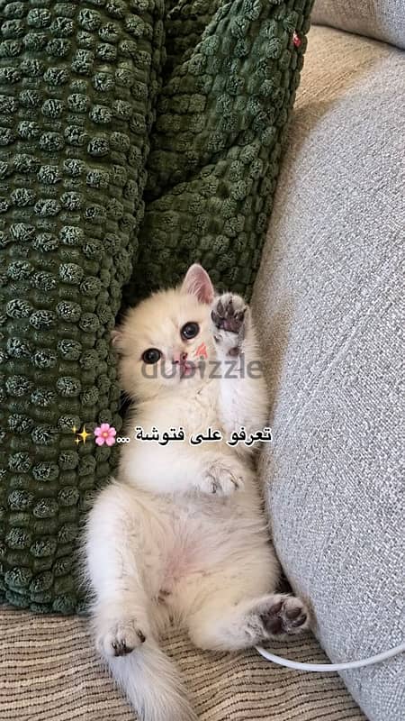 برتش شورت هير تيدي فيس 1