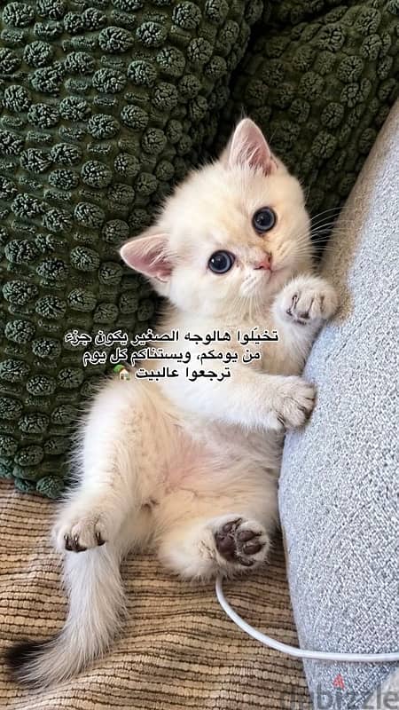 برتش شورت هير تيدي فيس 2