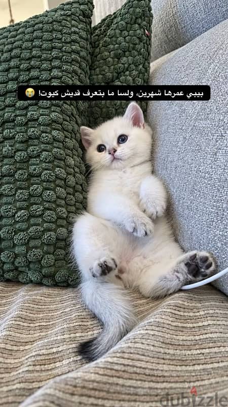 برتش شورت هير تيدي فيس 4