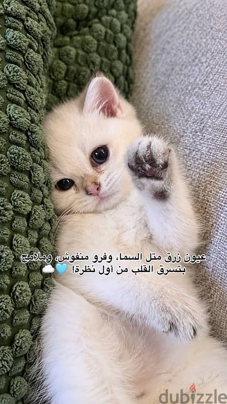 برتش شورت هير تيدي فيس 5