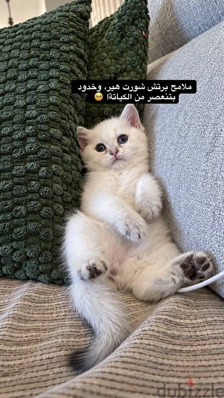 برتش شورت هير تيدي فيس 6