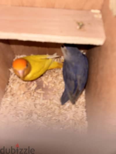 Temed love birds for sale