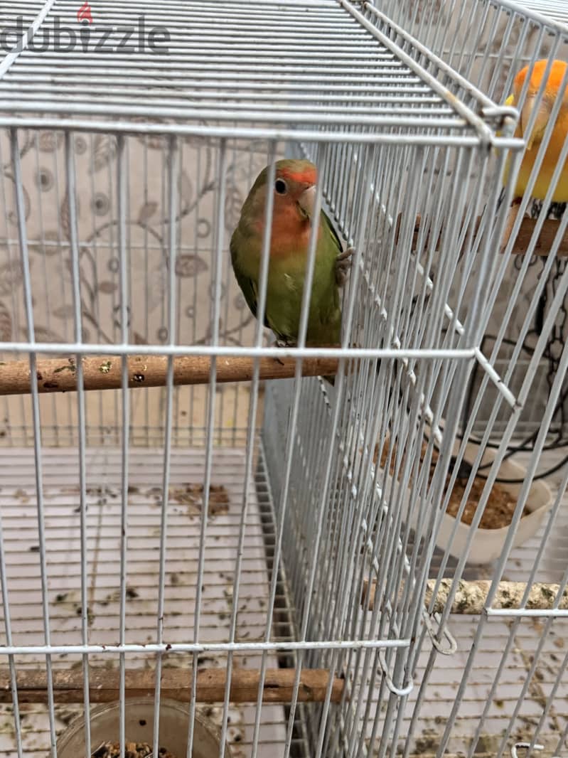 Temed love birds for sale 1