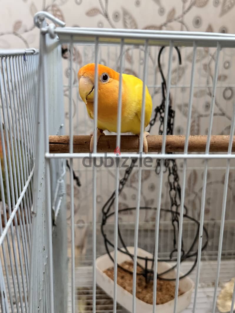 Temed love birds for sale 2