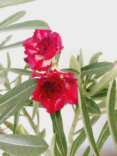 adenium multi petal