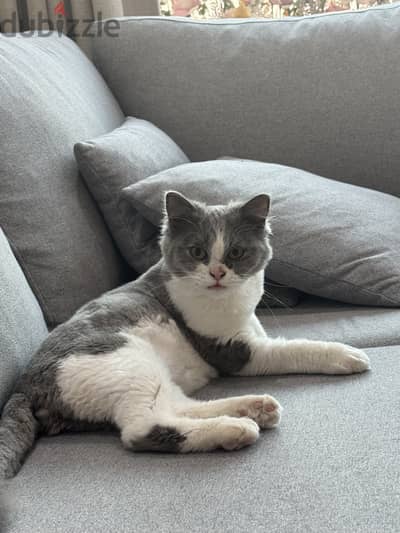 British longhair kitten for adoption