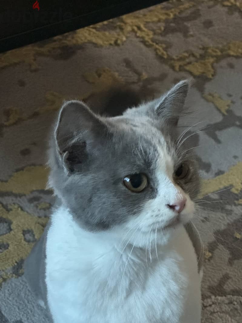 British longhair kitten for adoption 1