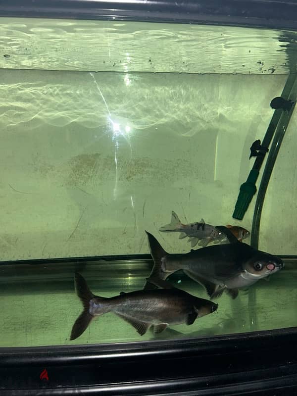 Catfish 1