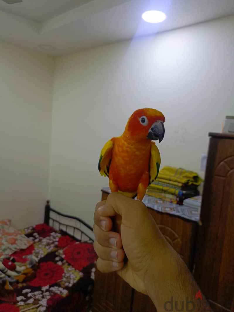 للبيع صن كونيور اليف جدا مستحيل يعضك واللون حلو 1