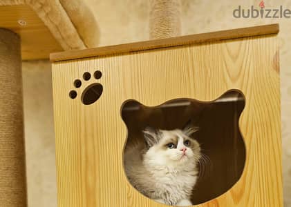 Ragdoll راغدول