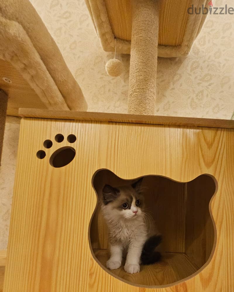 Ragdoll راغدول 1