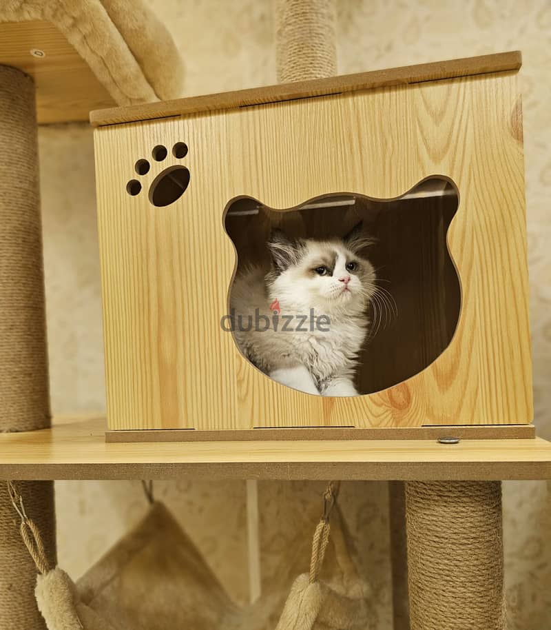 Ragdoll راغدول 2