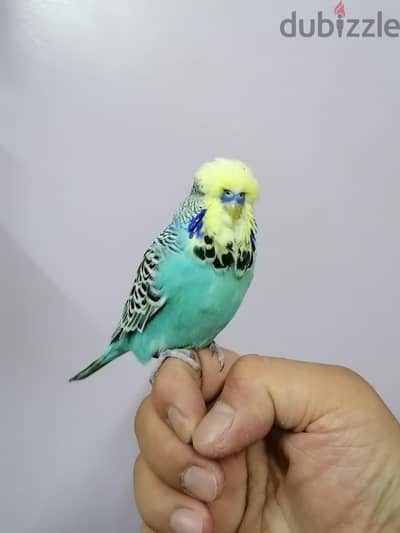 للبيع ذكر بادجي انجليزي اليف