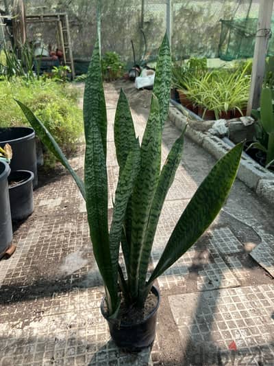 Snake Plant For Sale