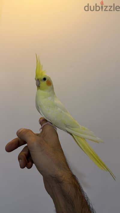 Cockatiel tamed