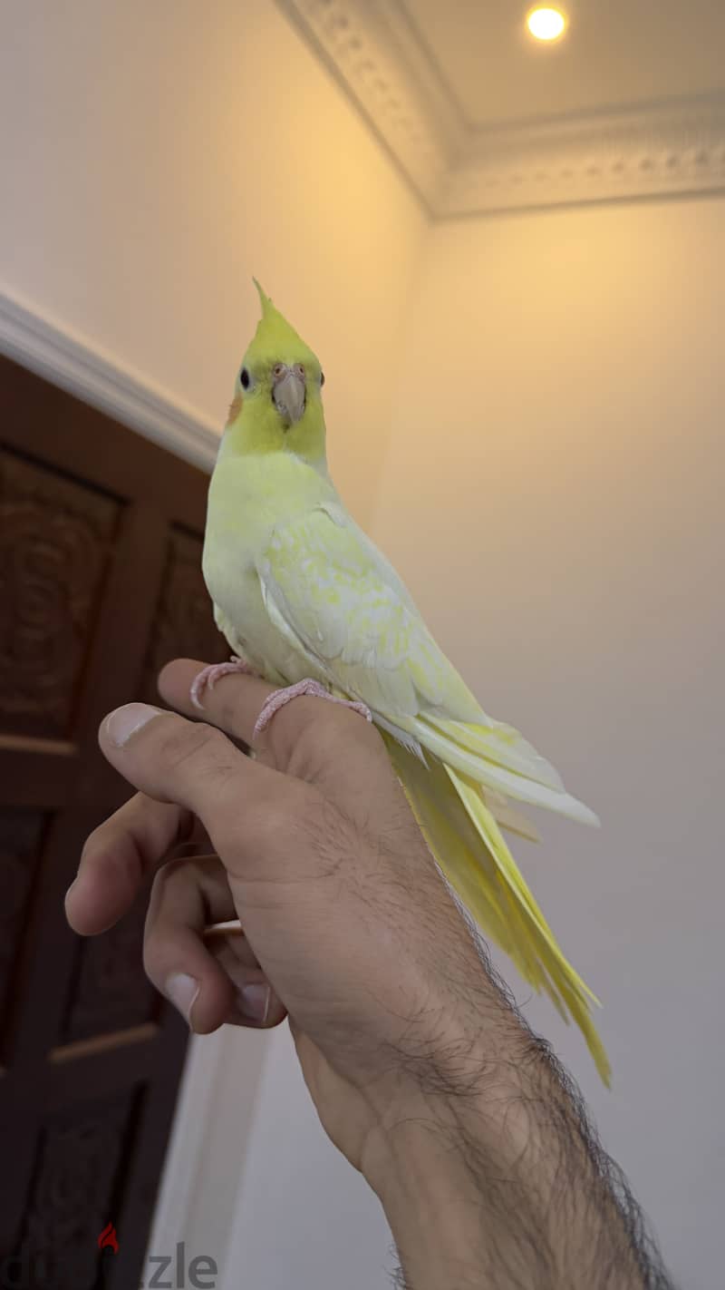 Cockatiel tamed 2