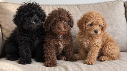 Mini toy poodle