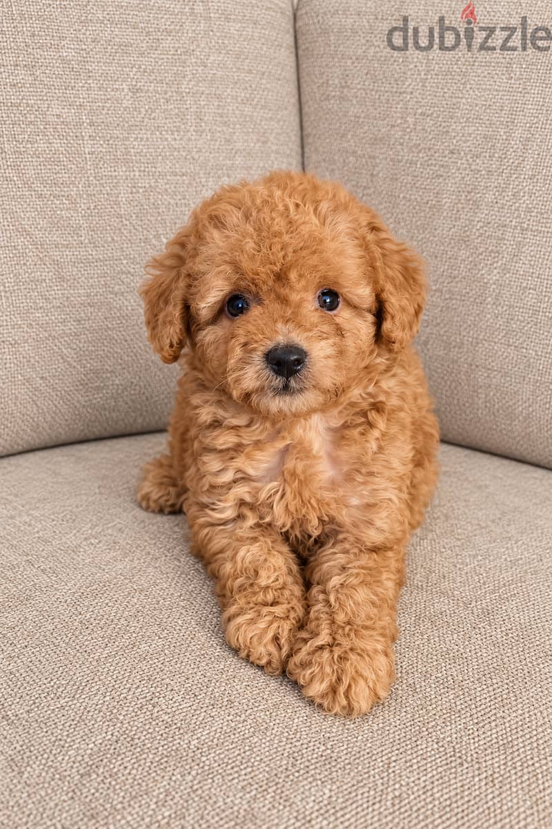 Mini toy poodle 1