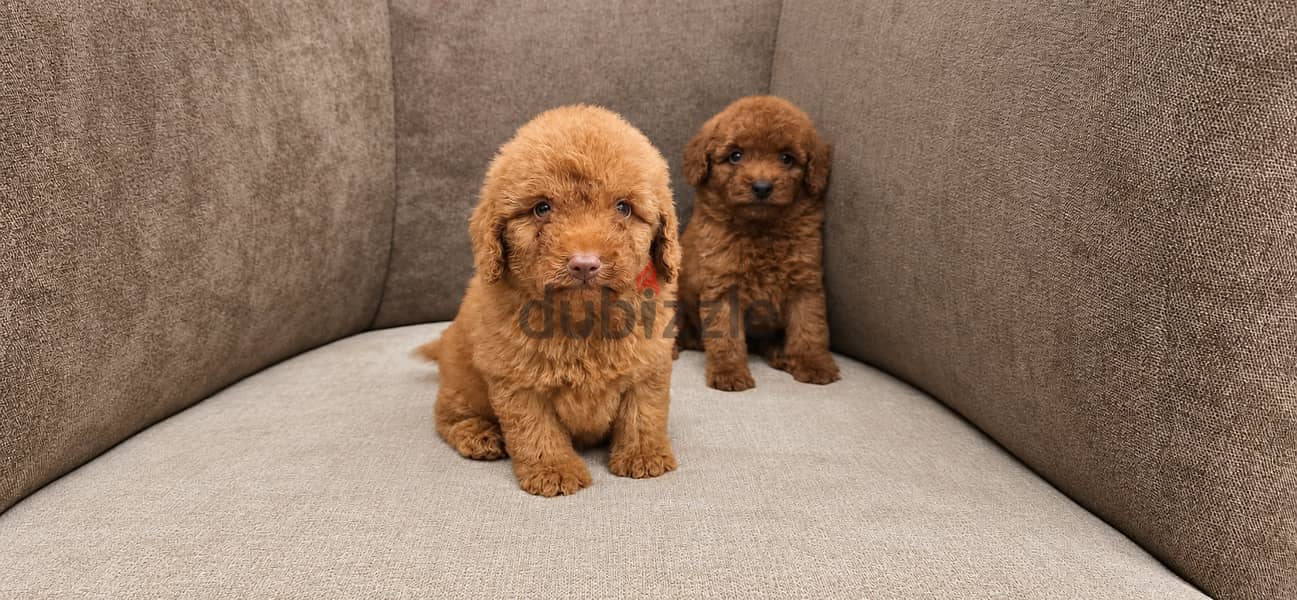 Mini toy poodle 2