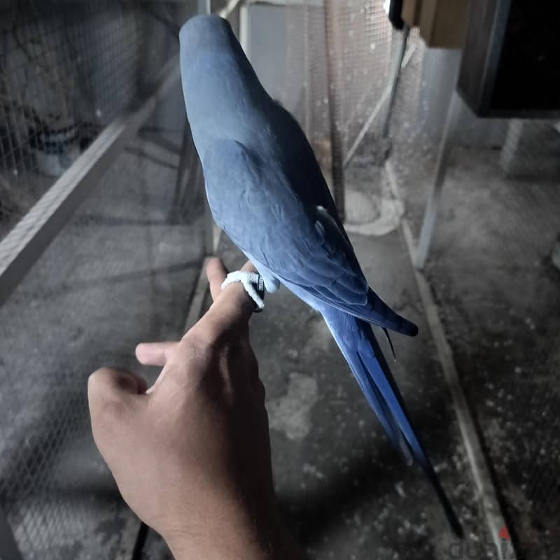 متوة فايلوت 2