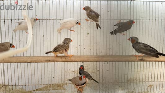 Zebra Finches For sale