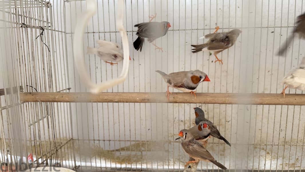 Zebra Finches For sale 1