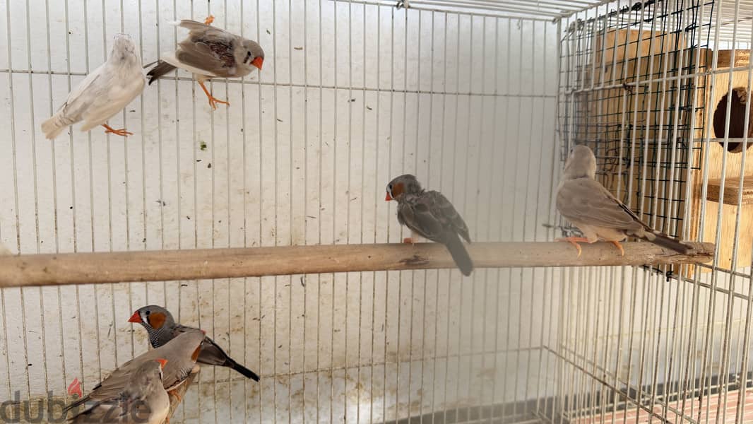 Zebra Finches For sale 2