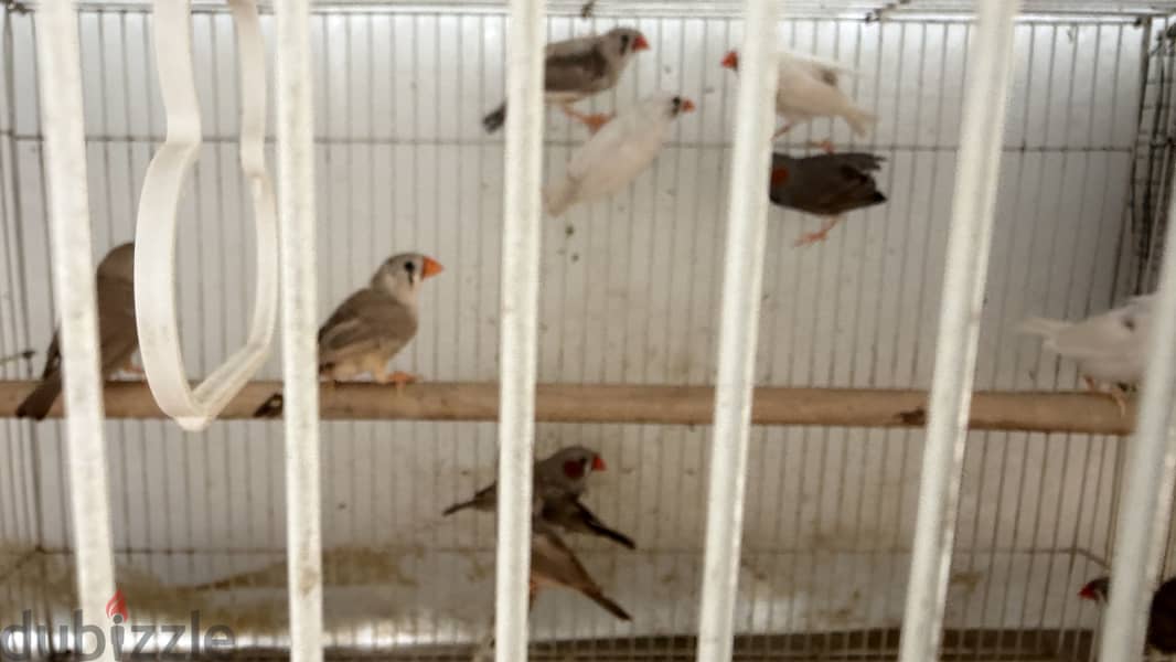 Zebra Finches For sale 3
