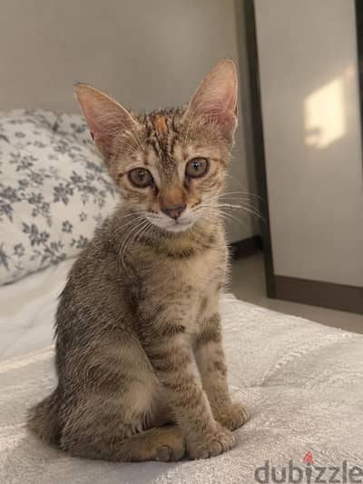 كتن لتبني | kitten for adoption