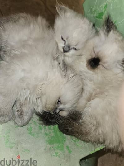 Persian babies for sell 2 months 15 days