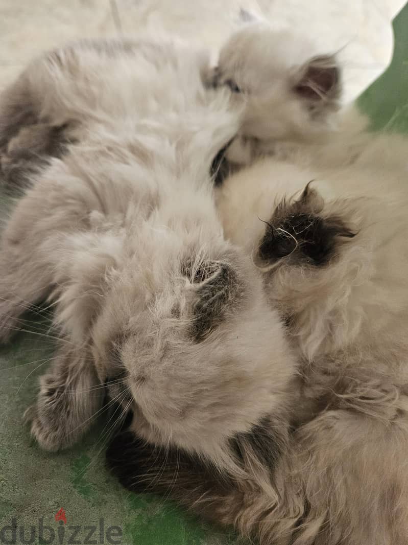 Persian babies for sell 2 months 15 days 1