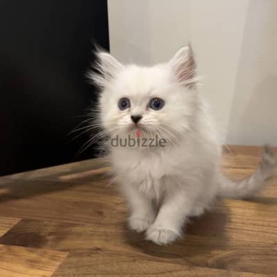 Himalayan persian mix kittens - قطط مكس هملايا شيرازي