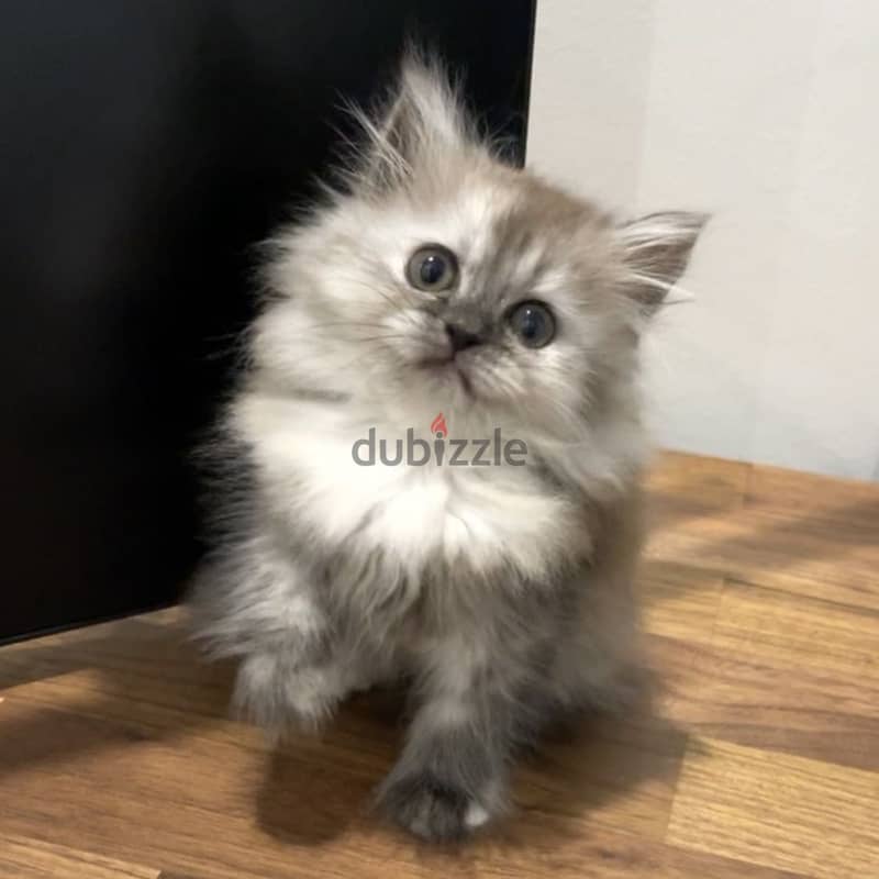 Himalayan persian mix kittens - قطط مكس هملايا شيرازي 1