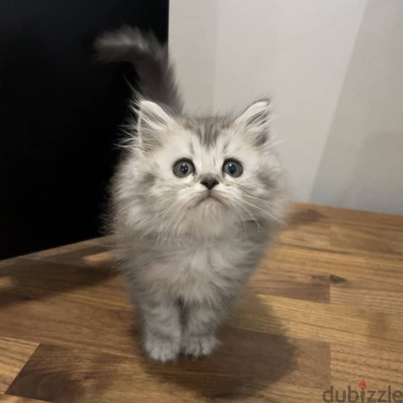 Himalayan persian mix kittens - قطط مكس هملايا شيرازي 2